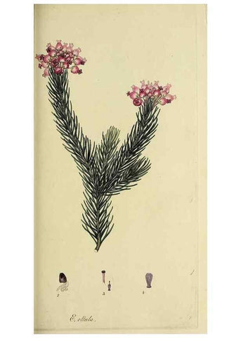 Reproducción/Reproduction 49721323947: The heathery, or, A monograph of the genus Erica :. London :Henry G. Bohn,1845.. 