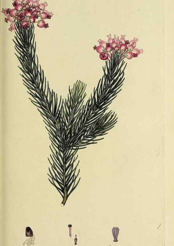 Reproducción/Reproduction 49721323947: The heathery, or, A monograph of the genus Erica :. London :Henry G. Bohn,1845.. 