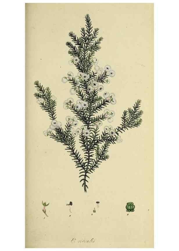 Reproducción/Reproduction 49721324107: The heathery, or, A monograph of the genus Erica :. London :Henry G. Bohn,1845.. 