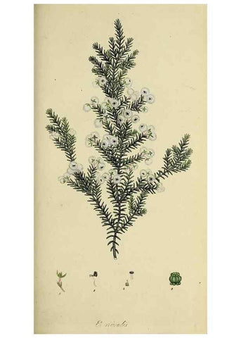 Reproducción/Reproduction 49721324107: The heathery, or, A monograph of the genus Erica :. London :Henry G. Bohn,1845.. 