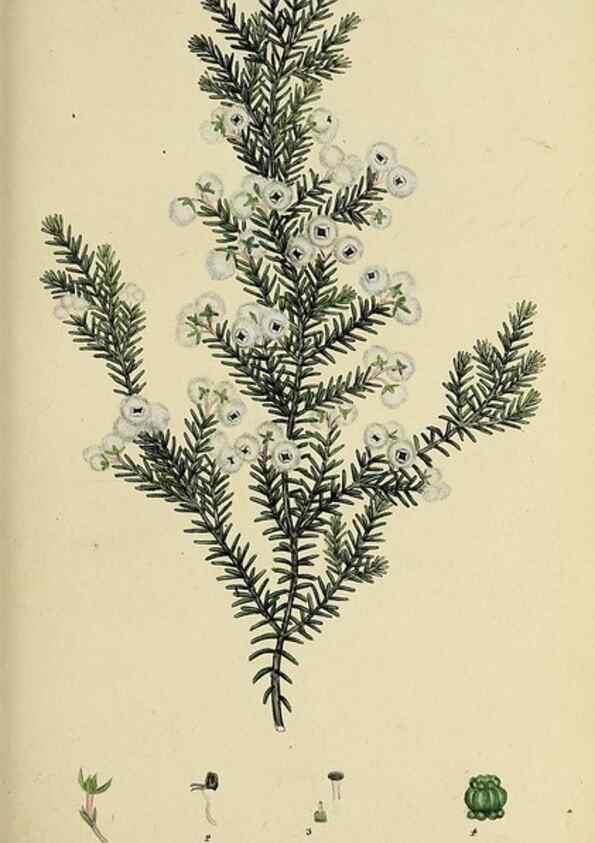 Reproducción/Reproduction 49721324107: The heathery, or, A monograph of the genus Erica :. London :Henry G. Bohn,1845.. 
