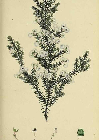Reproducción/Reproduction 49721324107: The heathery, or, A monograph of the genus Erica :. London :Henry G. Bohn,1845.. 