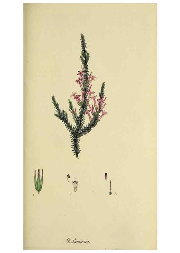 Reproducción/Reproduction 49721008531: The heathery, or, A monograph of the genus Erica :. London :Henry G. Bohn,1845.. 