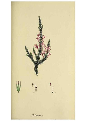 Reproducción/Reproduction 49721008531: The heathery, or, A monograph of the genus Erica :. London :Henry G. Bohn,1845.. 