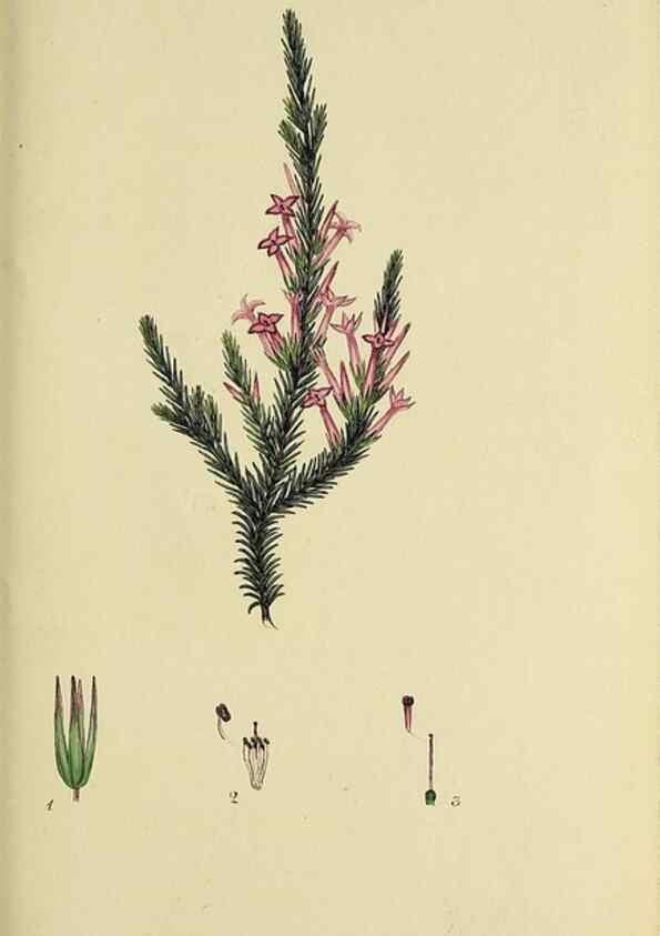 Reproducción/Reproduction 49721008531: The heathery, or, A monograph of the genus Erica :. London :Henry G. Bohn,1845.. 