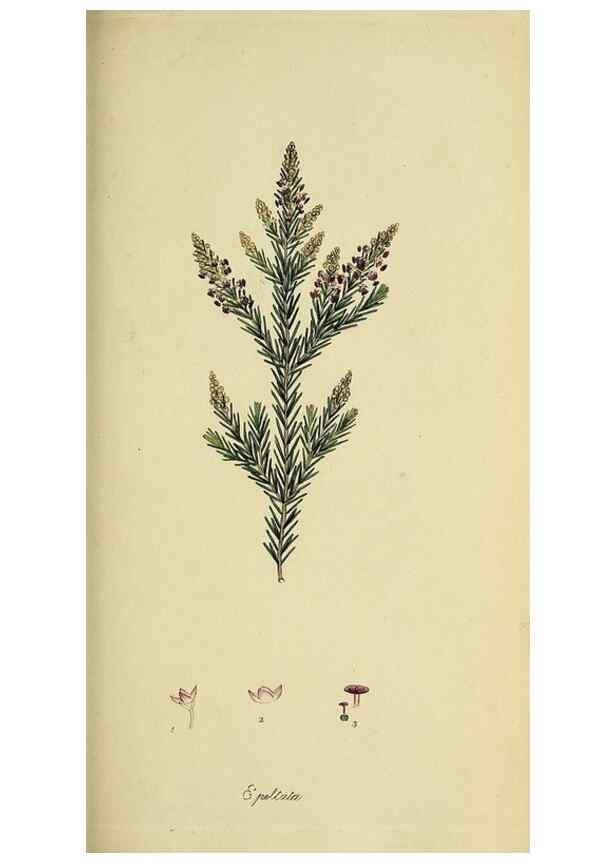 Reproducción/Reproduction 49720472673: The heathery, or, A monograph of the genus Erica :. London :Henry G. Bohn,1845.. 