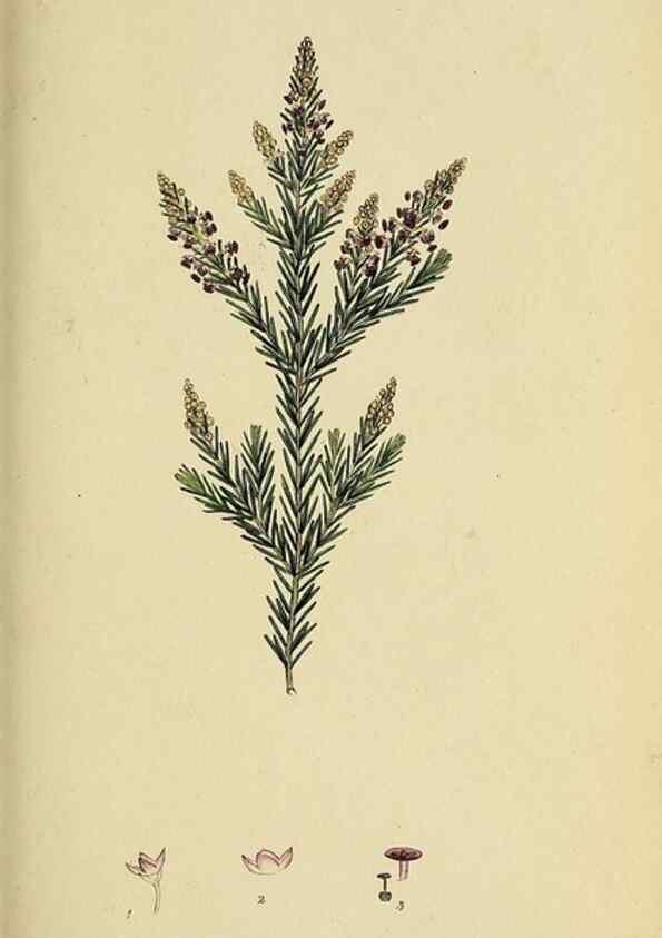 Reproducción/Reproduction 49720472673: The heathery, or, A monograph of the genus Erica :. London :Henry G. Bohn,1845.. 