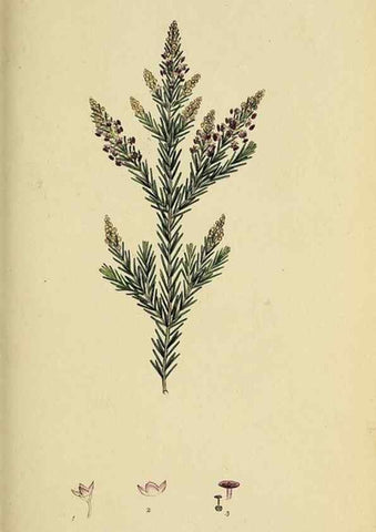 Reproducción/Reproduction 49720472673: The heathery, or, A monograph of the genus Erica :. London :Henry G. Bohn,1845.. 