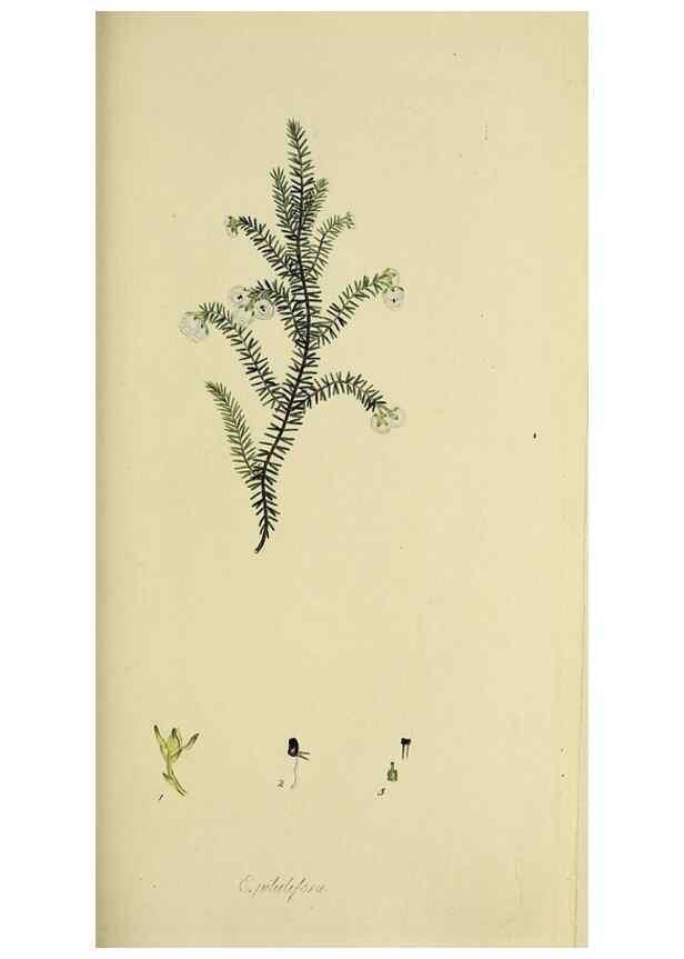 Reproducción/Reproduction 49721324827: The heathery, or, A monograph of the genus Erica :. London :Henry G. Bohn,1845.. 