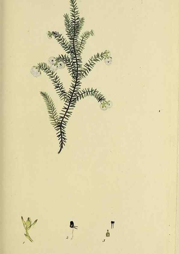 Reproducción/Reproduction 49721324827: The heathery, or, A monograph of the genus Erica :. London :Henry G. Bohn,1845.. 