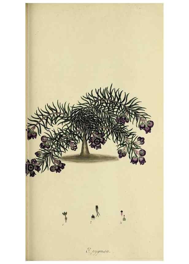 Reproducción/Reproduction 49720473398: The heathery, or, A monograph of the genus Erica :. London :Henry G. Bohn,1845.. 