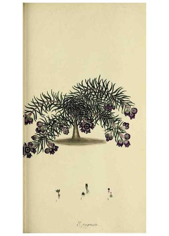Reproducción/Reproduction 49720473398: The heathery, or, A monograph of the genus Erica :. London :Henry G. Bohn,1845.. 