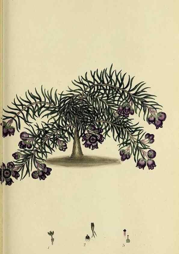 Reproducción/Reproduction 49720473398: The heathery, or, A monograph of the genus Erica :. London :Henry G. Bohn,1845.. 
