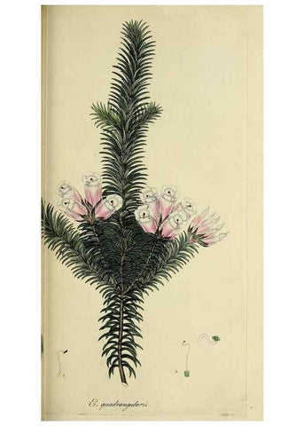 Reproducción/Reproduction 49721325387: The heathery, or, A monograph of the genus Erica :. London :Henry G. Bohn,1845.. 