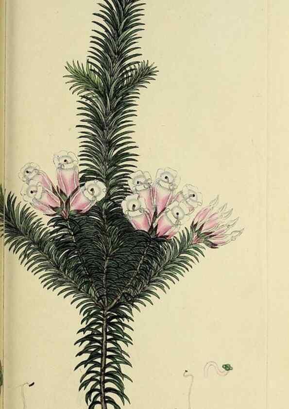 Reproducción/Reproduction 49721325387: The heathery, or, A monograph of the genus Erica :. London :Henry G. Bohn,1845.. 