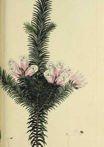 Reproducción/Reproduction 49721325387: The heathery, or, A monograph of the genus Erica :. London :Henry G. Bohn,1845.. 