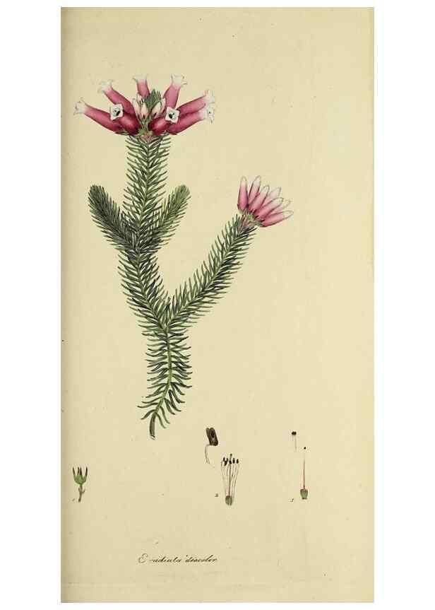 Reproducción/Reproduction 49721325692: The heathery, or, A monograph of the genus Erica :. London :Henry G. Bohn,1845.. 