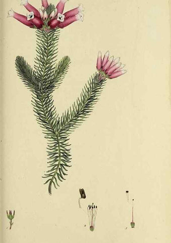 Reproducción/Reproduction 49721325692: The heathery, or, A monograph of the genus Erica :. London :Henry G. Bohn,1845.. 