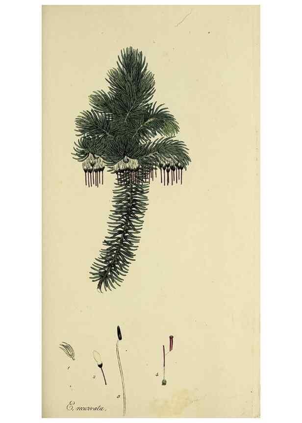 Reproducción/Reproduction 49720474163: The heathery, or, A monograph of the genus Erica :. London :Henry G. Bohn,1845.. 