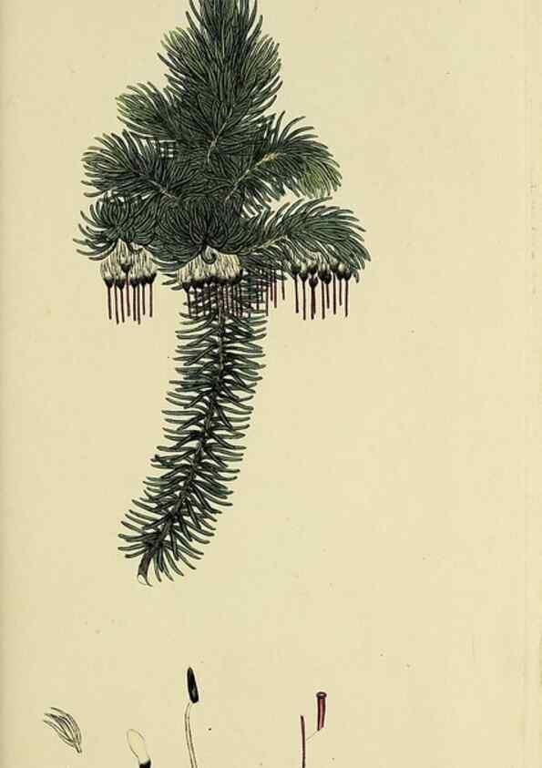 Reproducción/Reproduction 49720474163: The heathery, or, A monograph of the genus Erica :. London :Henry G. Bohn,1845.. 