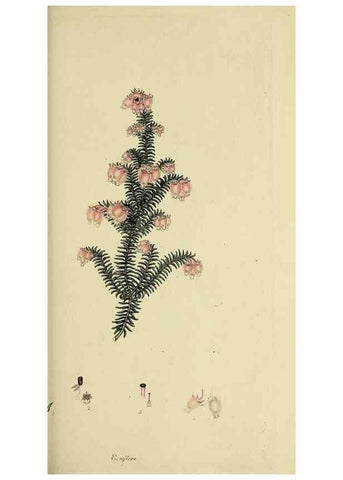 Reproducción/Reproduction 49721326272: The heathery, or, A monograph of the genus Erica :. London :Henry G. Bohn,1845.. 