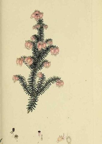 Reproducción/Reproduction 49721326272: The heathery, or, A monograph of the genus Erica :. London :Henry G. Bohn,1845.. 