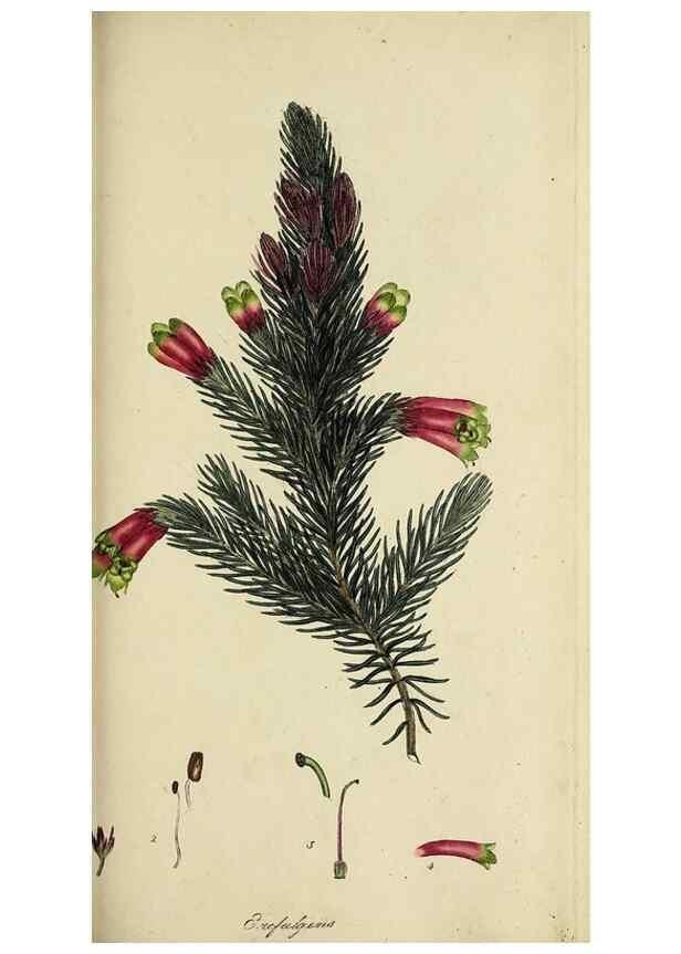 Reproducción/Reproduction 49720474793: The heathery, or, A monograph of the genus Erica :. London :Henry G. Bohn,1845.. 