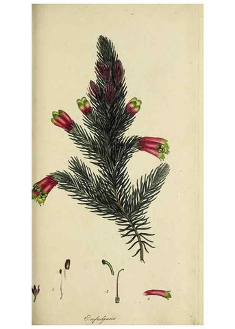 Reproducción/Reproduction 49720474793: The heathery, or, A monograph of the genus Erica :. London :Henry G. Bohn,1845.. 