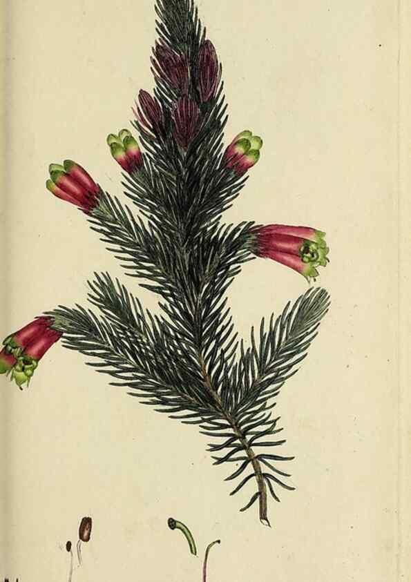 Reproducción/Reproduction 49720474793: The heathery, or, A monograph of the genus Erica :. London :Henry G. Bohn,1845.. 