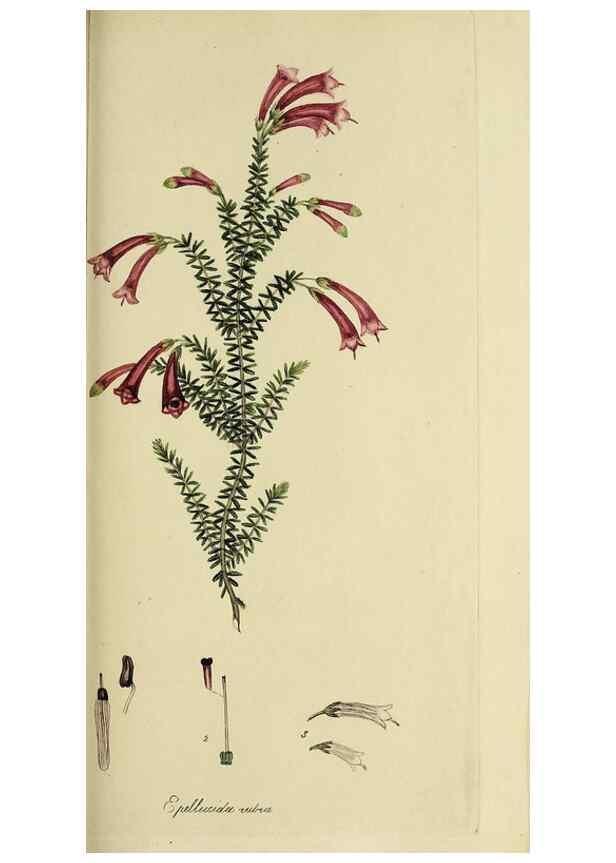 Reproducción/Reproduction 49721324592: The heathery, or, A monograph of the genus Erica :. London :Henry G. Bohn,1845.. 
