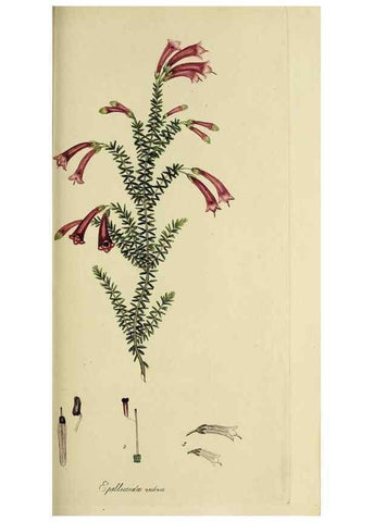 Reproducción/Reproduction 49721324592: The heathery, or, A monograph of the genus Erica :. London :Henry G. Bohn,1845.. 