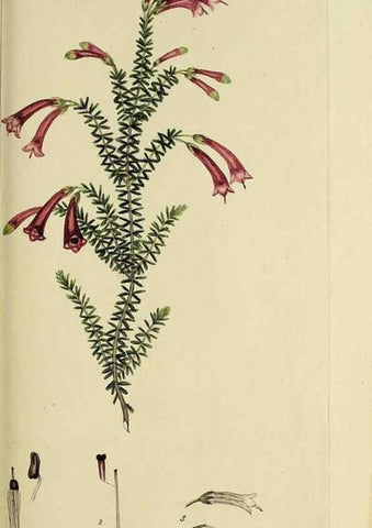 Reproducción/Reproduction 49721324592: The heathery, or, A monograph of the genus Erica :. London :Henry G. Bohn,1845.. 