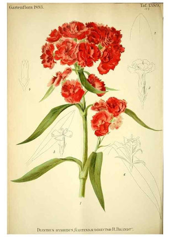 Reproducción/Reproduction 49721308911: Gartenflora.. Erlangen :F. Enke,1852-1940.. 