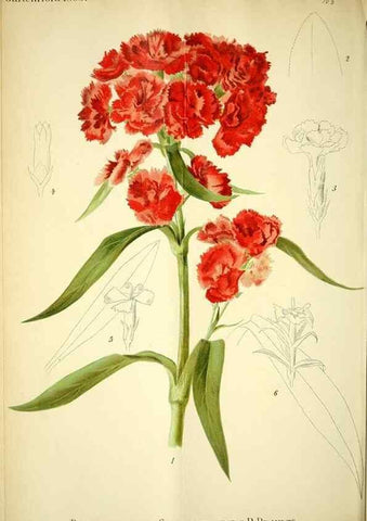 Reproducción/Reproduction 49721308911: Gartenflora.. Erlangen :F. Enke,1852-1940.. 