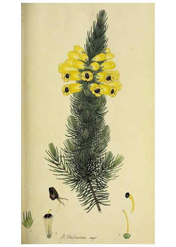 Reproducción/Reproduction 49720197033: The heathery, or, A monograph of the genus Erica :. London :Henry G. Bohn,1845.. 