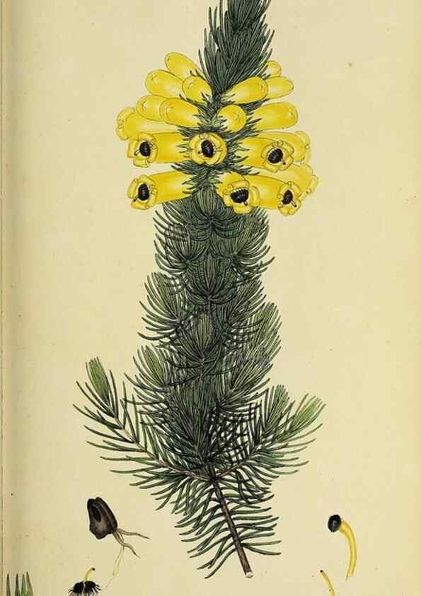 Reproducción/Reproduction 49720197033: The heathery, or, A monograph of the genus Erica :. London :Henry G. Bohn,1845.. 