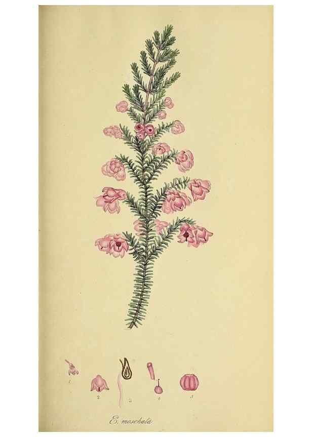 Reproducción/Reproduction 49720733396: The heathery, or, A monograph of the genus Erica :. London :Henry G. Bohn,1845.. 
