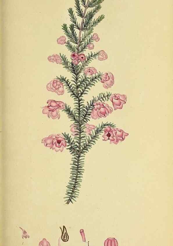Reproducción/Reproduction 49720733396: The heathery, or, A monograph of the genus Erica :. London :Henry G. Bohn,1845.. 