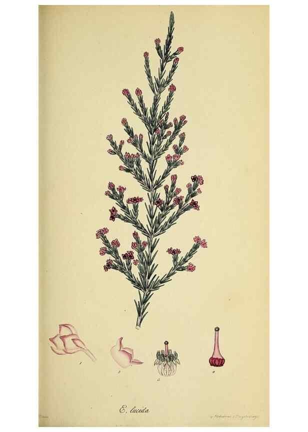 Reproducción/Reproduction 49720645491: The heathery, or, A monograph of the genus Erica :. London :Henry G. Bohn,1845.. 