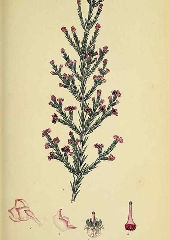 Reproducción/Reproduction 49720645491: The heathery, or, A monograph of the genus Erica :. London :Henry G. Bohn,1845.. 
