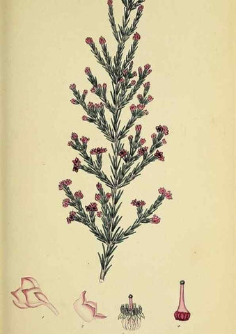 Reproducción/Reproduction 49720645491: The heathery, or, A monograph of the genus Erica :. London :Henry G. Bohn,1845.. 