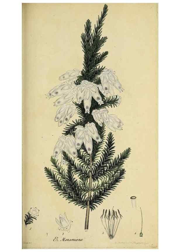 Reproducción/Reproduction 49720645851: The heathery, or, A monograph of the genus Erica :. London :Henry G. Bohn,1845.. 