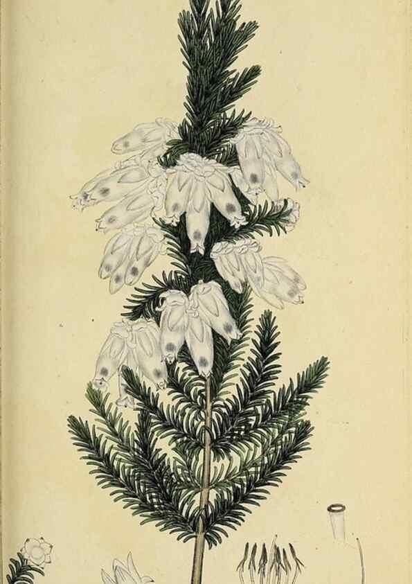 Reproducción/Reproduction 49720645851: The heathery, or, A monograph of the genus Erica :. London :Henry G. Bohn,1845.. 