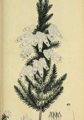 Reproducción/Reproduction 49720645851: The heathery, or, A monograph of the genus Erica :. London :Henry G. Bohn,1845.. 