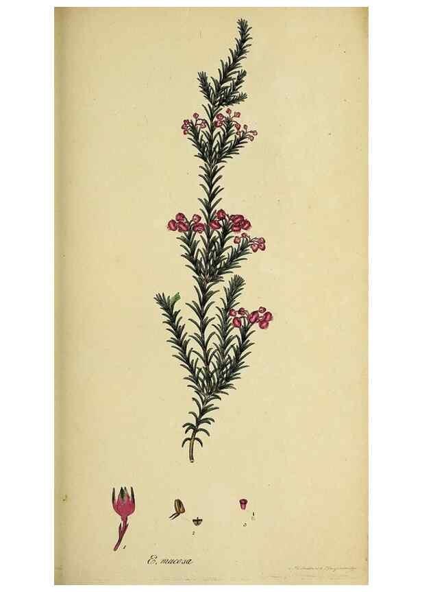 Reproducción/Reproduction 49720646371: The heathery, or, A monograph of the genus Erica :. London :Henry G. Bohn,1845.. 