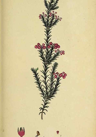 Reproducción/Reproduction 49720646371: The heathery, or, A monograph of the genus Erica :. London :Henry G. Bohn,1845.. 