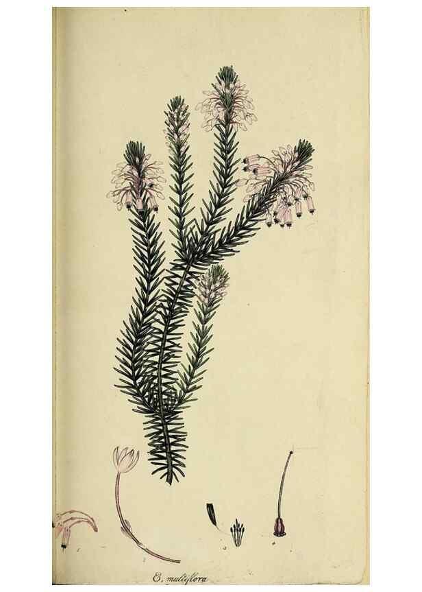 Reproducción/Reproduction 49720960837: The heathery, or, A monograph of the genus Erica :. London :Henry G. Bohn,1845.. 