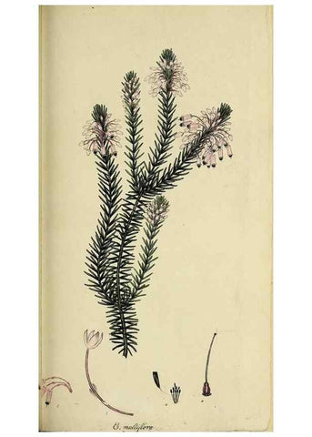 Reproducción/Reproduction 49720960837: The heathery, or, A monograph of the genus Erica :. London :Henry G. Bohn,1845.. 