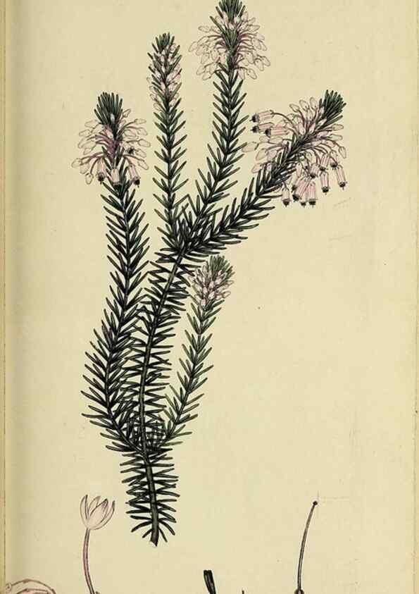 Reproducción/Reproduction 49720960837: The heathery, or, A monograph of the genus Erica :. London :Henry G. Bohn,1845.. 