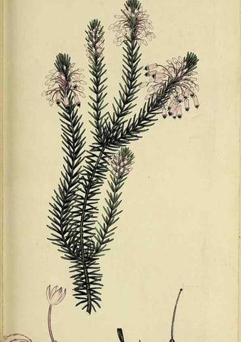 Reproducción/Reproduction 49720960837: The heathery, or, A monograph of the genus Erica :. London :Henry G. Bohn,1845.. 